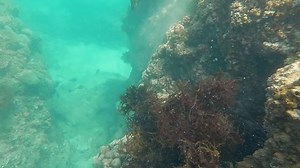 underwater harvesting of sea moss by a diver in a mask