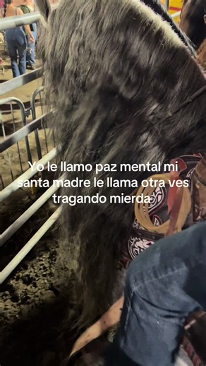 #jaripeo #tracy#orgullozacatecanosportsarena #chuylizarraga #caballos | jaripeo