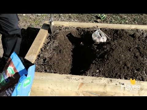 How to plant main crop potatoes | Hayes Garden World