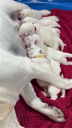 Cute Puppy Sounds of 1-week-old puppies # #labrador #puppy #cutepuppy #adorable