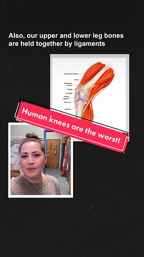 Next time you have knee pain... blame evolution. #pbseons #naturalhistory #paleontology #evolution