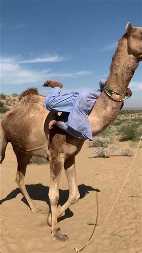 ركوب الجمل بأسلوب عصري في قلب صحراء راجستان #shortfeeds