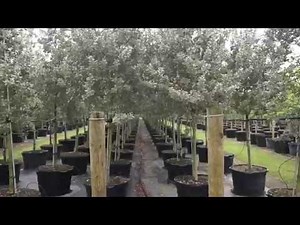 Silver Buttonwood TreeWorld Wholesale Homestead, Florida - Trees for sale