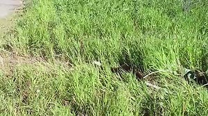 Courteous Beaver Has Wonderful Roadside Manners