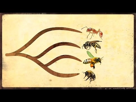 Insect Phylogeny: Understanding evolutionary relationships