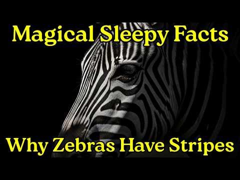 THE SECRET OF ZEBRA STRIPES — A CALMING STORY WITH A SOOTHING VOICE FOR DEEP SLEEP
