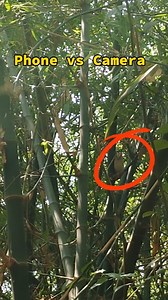 💚 Collared Scops Owl 🤗🌿 . . . Lens Used Sigma 150 - 600 ( Contemporary ) . . . #arnab_roy_wildlife #photography #trendingreels #birdphotography | Arnab Roy