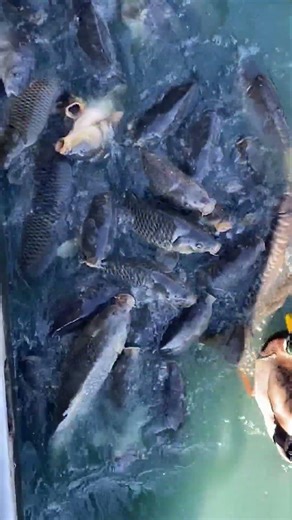 Tons of Ducks & Carp feeding frenzy