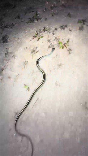 Still looking for that 20 foot Burmese python! ##snake#fyp#foryou#foryoupage#wildlife#everglades#yoink#professional#educational#frog#beautiful#cute#alligator#crocodile#foryourepage#swamp#conservation#night#rain#animals#reptile#python#nature_fix_001 | Thim Thida