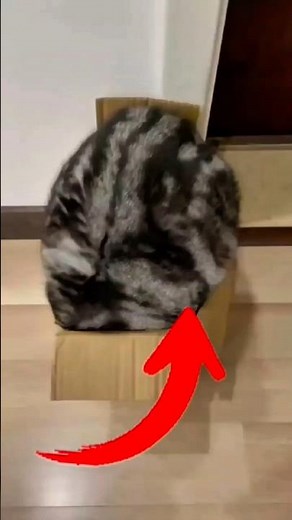 Ranking Top 3 Cats in the Box 😂 | Funniest Cat Box Moments Ever!