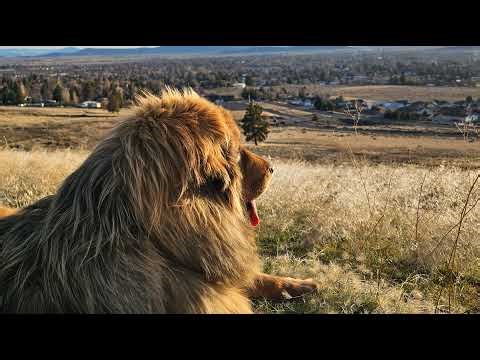 Tibetan Mastiff Pitbull Playtime | Sleeping Dog DJ
