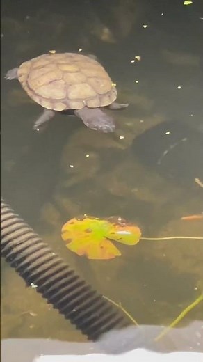 African side neck turtle in the new pond