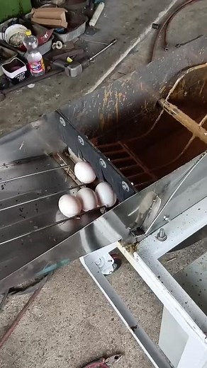 Industrial Egg Processing Machine Explained
