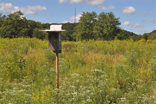 The best time to start a wildflower meadow in your backyard is now