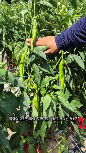 26 경북 영주 | 햇 고추 수확 시작합니다 | 고춧가루 건고추