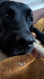 Stan reaches a conclusion about his human #doghumor #humor #rescuepup #funny #funnypets #dogsofinstagram #dogsofttiktok #dogsoftheworld #dogs | Puppy Stan Diaries