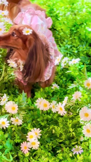 #꽃보다펫 #꽃펫 #꽃보다펫스튜디오 #강아지틱톡 #cutedog