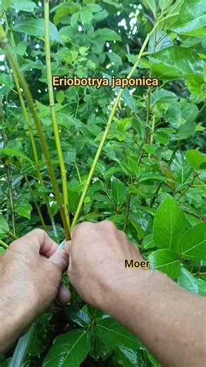 10K views · 43 reactions | Techniques for shaping a loa bonsai character from scratch #techniques #education #tutorial #inspiration #coffee #bonsaitree | Makmur | Facebook