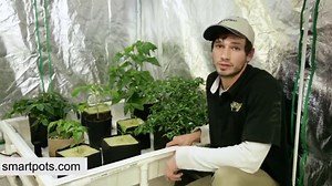 81K views · 1.1K reactions | Smart Pots® create ideal root structures & increase yields! Start your next grow in a Smart Pot. Your plants will thank you. | Smart Pots | Facebook