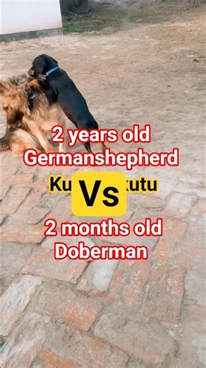 kuttumakuttu | Germanshepherd vs Doberman #kuttumakuttu #funny #comedy #dog #puppy #shorts