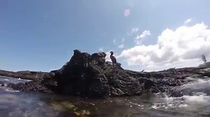 1.1K views · 69 reactions | The Galapagos flightless cormorant is the largest species of cormorant in the world. Galapagos cormorants can weigh up to 11 pounds and grow to more than 3 feet in length. This video was taken by long-time naturalist guide Richard Polatty. | Galápagos Conservancy | Facebook