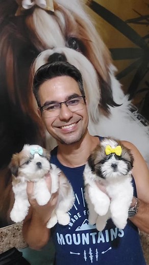 Filhotes de Shih Tzu: Como Comprar e Cuidar