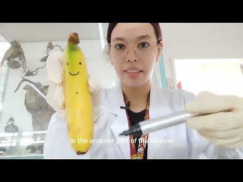 Banana Dissection - Different Anatomical Plane (Anatomy and Physiology class) Laboratory