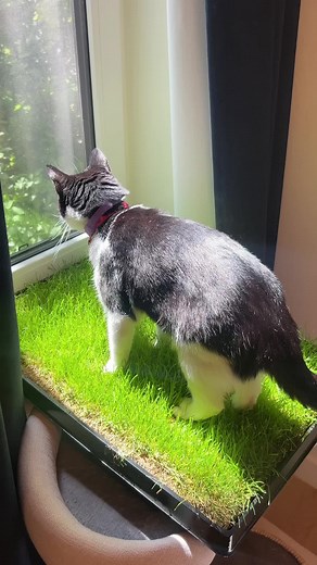 Her favorite place to be 💗 #Kittylawn #realgrass #catsoftiktok #catgrass #indoorcat