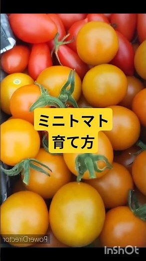 ミニトマトのわき芽かきは、晴れた日の午前中に、主幹と葉の間から出る小さな芽（10cm以下）を、手でポキっとひねって摘み取るのが基本です #家庭菜園 #現代農業 #農業