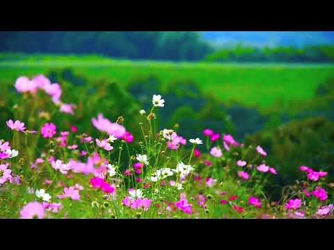 chants d'oiseaux des jardins