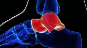 Lateral view of talus bone foot bones anatomy for medical Concept 3D animation