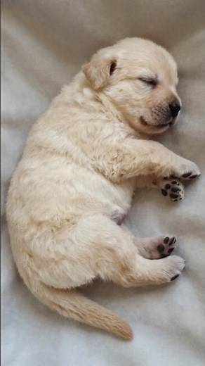 Golden Retriever English Cream: Puppy to Majestic King 🐾✨