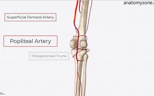 Popliteal Fossa腘窝