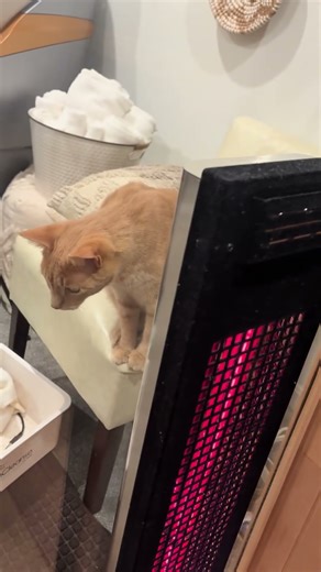 @carsonandcarlie 😍😍 #cat #catlovers #cutecat 👍