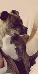 1 yr old Brindle boxer/Staffy puppy up for adoption!