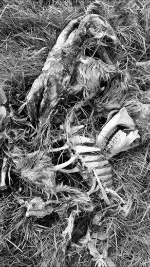 MUMMY FALLS OUT OF TREE