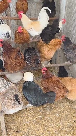 NO Electric FRIGID Temps #chickens #asimplelifewithchrisandtara #snowstorm #cold