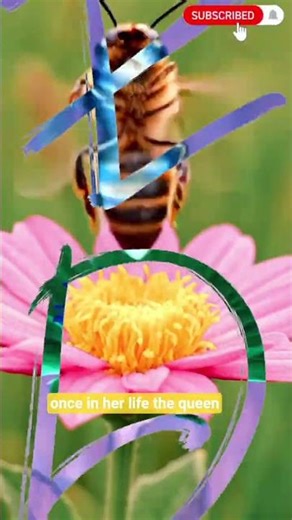 How Queen Bees Mate in the Air|Amazing Bee Mating Explained 🐝#facts#animalfacts#bees #Mating#flight