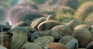 Seafood live in aquarium water. Seashells and edible sea urchins underwater. Fish restaurant and fresh raw food.