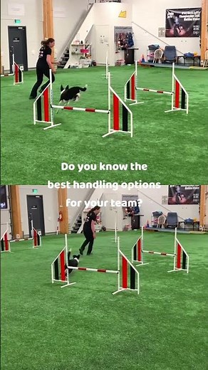 What are the best handling options for your agility team?