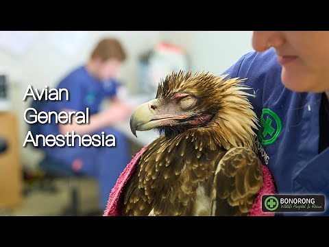 Avian General Anaesthesia