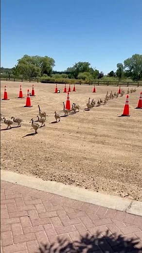 Geese Crash Drive Training