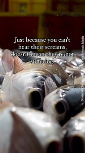 fish feel pain, fear, and joy, just like we do! when fish are taken out of water, their gills often collapse and their swim bladders can even rupture from the sudden change in pressure 💔 most fish die terrified, suffocating, and in agony 😢 don’t be the cause of their suffering—leave their bodies off your plate 💕🐟 | peta2