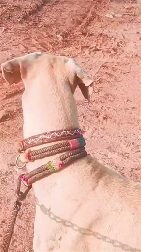 #rampurhound #royaldogkennel #animalowner #dogowner #animals #petowner #puppy #petowner #pets