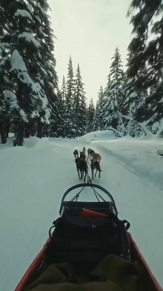 1.8K views · 63 reactions | Take a sled dog ride through the cascade wilderness guided by a professional musher and the pack, Oregon Trail of Dreams. Reserve your sled dog trip this winter — booking now available: https://www.mtbachelor.com/things-to-do/resort-activities/sled-dog-rides  @shortstache #MtBachelor | Mt Bachelor | Facebook