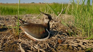 Wildlife Watching in Their Natural Habitat