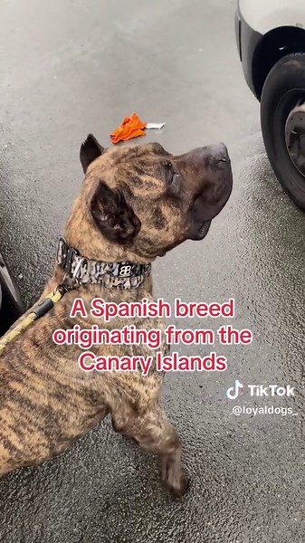 Fascinating Facts About the Powerful Presa Canario Breed