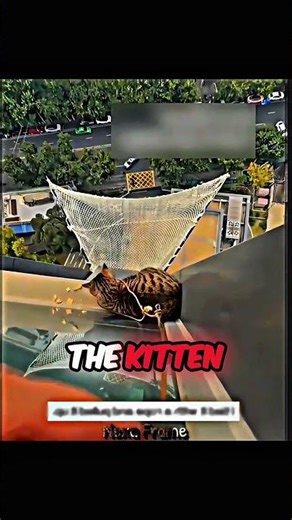 This kitten is stuck on a tall building 😱 #catrescue #rescueanimals #shorts