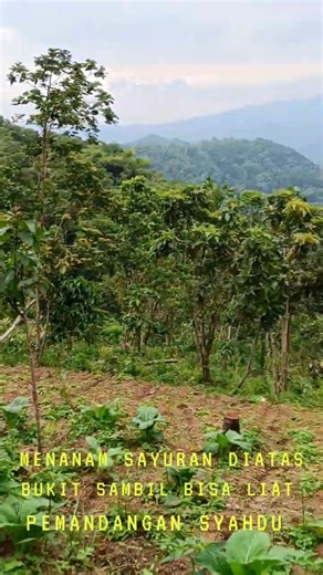 menanam sayuran di atas bukit sambil bisa lihat pemandangan syahdu🥰🥰🥰yg bikin hati adem