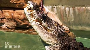 Crocosaurus Cove Darwin on Reels